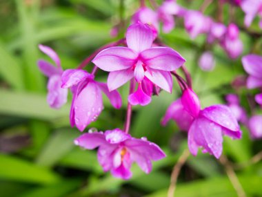 Tam Bloom parlak mor rengi gösterilen Fuşya çiçek.