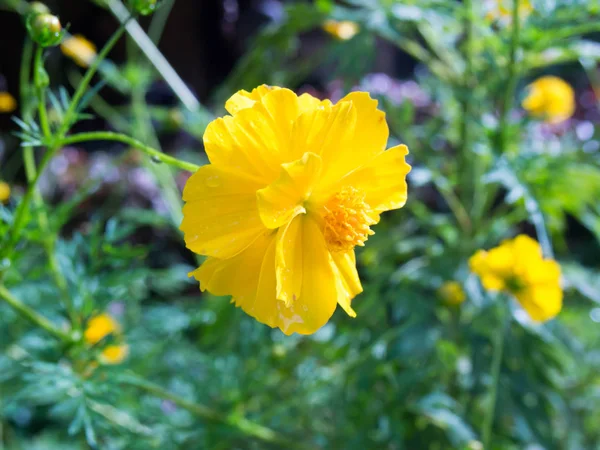 Élénk sárga virágok a kertben. — Stock Fotó