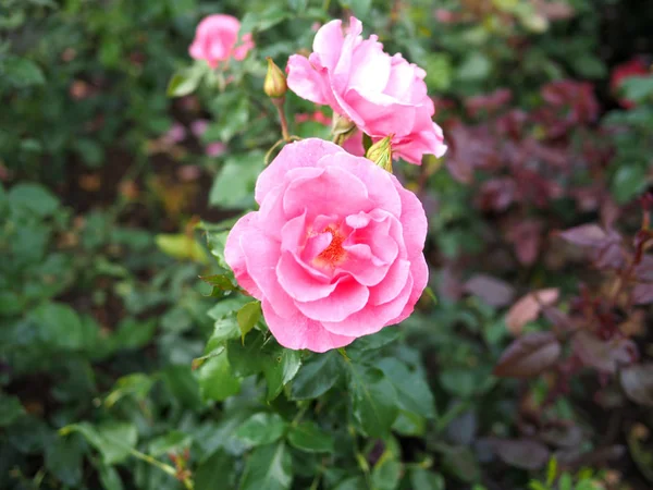 Blurred background of pink rose, pink rose background.