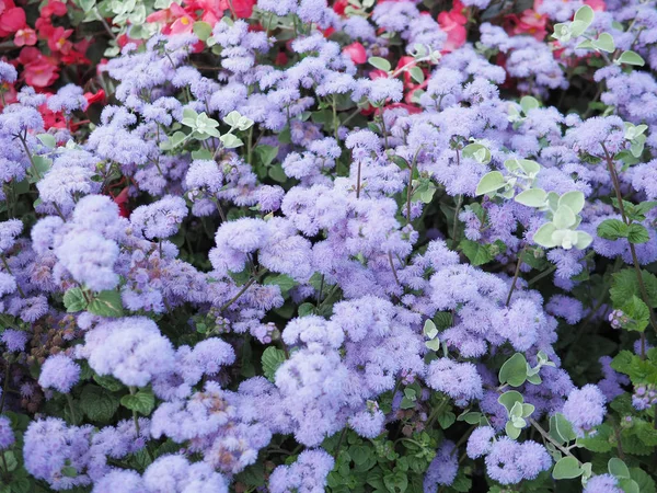 Fond flou de fleurs violettes et rouges dans le jardin, haut v — Photo