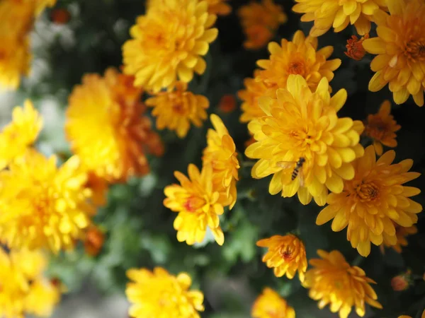 Verschwommene Und Weiche Fokus Der Schönen Hellen Floralen Dekorativen Hintergrund — Stockfoto