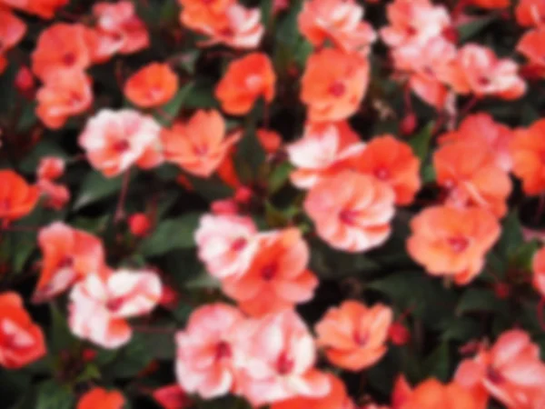 Wazig Abstracte Achtergrond Van Mooie Heldere Bloemen Decoratieve Achtergrond — Stockfoto