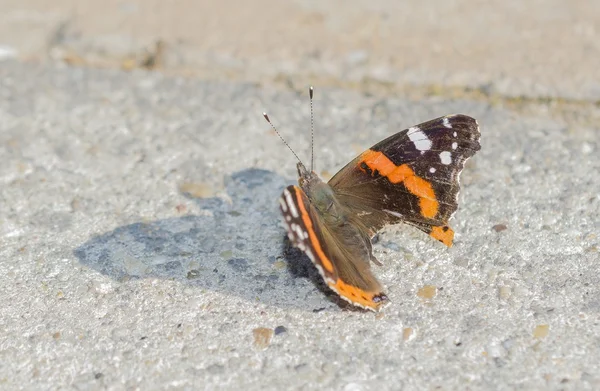 Раскрашенная бабочка - Ванесса аталанта крупным планом вид на Gorund — стоковое фото