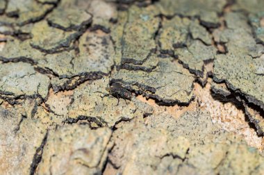 Kamuflaj deseni çınar Platunus ağaç kabuğu ile sinek gibi