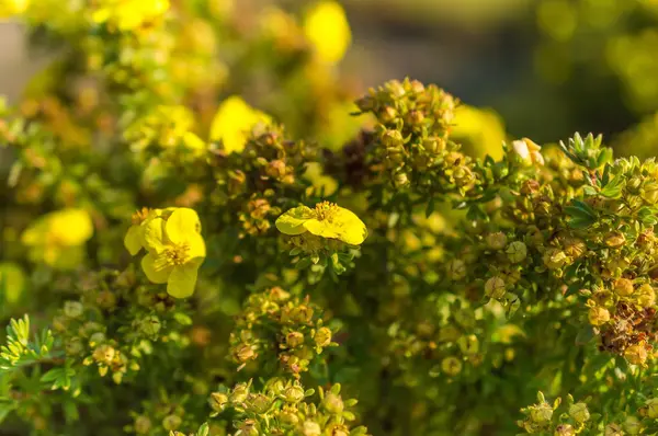 Flores amarelas selvagens florescem na luz solar — Fotografia de Stock
