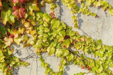 Duvar arka planda günbatımı üzerinde yabani üzüm