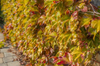 Duvar arka planda günbatımı üzerinde yabani üzüm