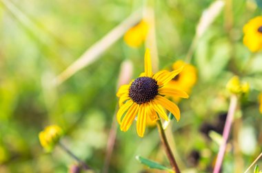 Siyah Susan makro sonbaharda gözlü.
