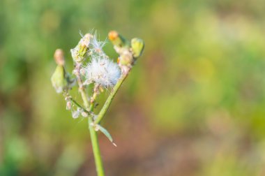 Sonbahar güneş ışığı altında vahşi sarı çiçek