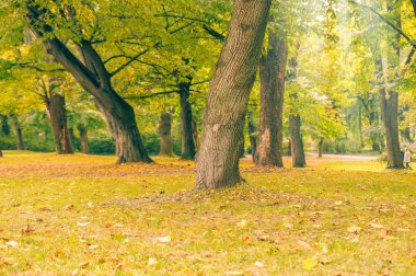 Şehirde sonbahar güzel park peyzaj