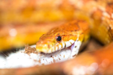 Küçük bir fare yemek mısır yılan