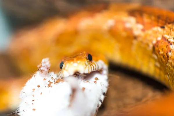 Corn snake eating a little mouse — Stock Photo, Image
