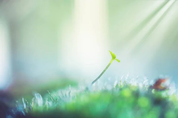 Hermoso musgo verde en la vista macro de primer plano de la luz solar — Foto de Stock