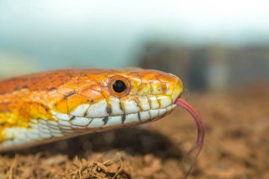 Cornsnake av dışarı kendi toungue poking ile yemek için
