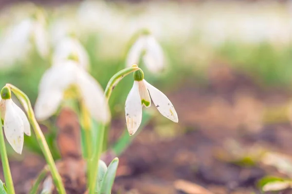 Снігопад весняні квіти в лісі з сонцем — стокове фото