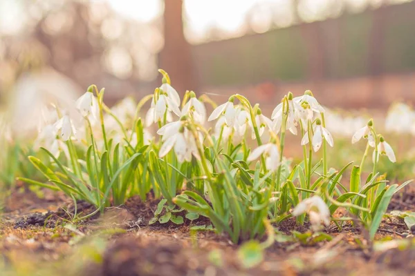 太陽と森のスノー ドロップの春の花 — ストック写真