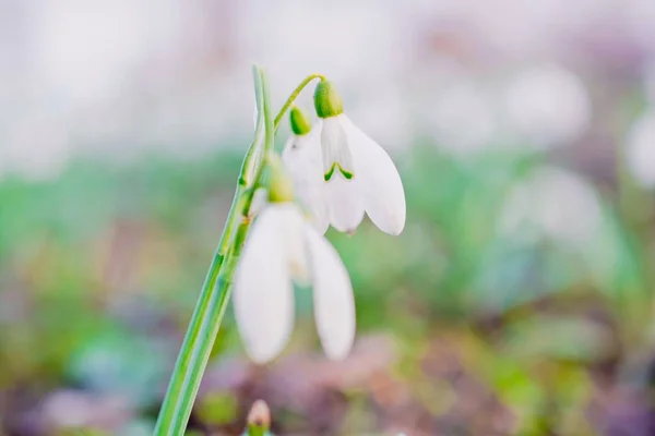 Snowdrop Lentebloemen in het bos met zon — Stockfoto