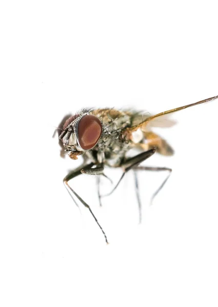 Мертва муха на ізольованому білому тлі крупним планом — стокове фото