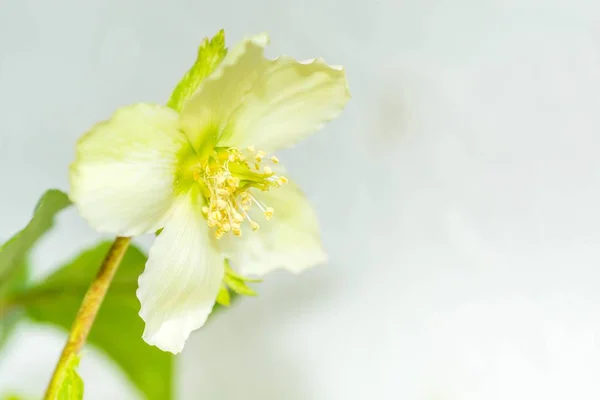 Witte Helleborus bloeit in de zon — Stockfoto