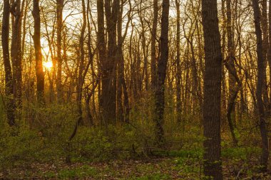 Bahar ormanda günbatımı