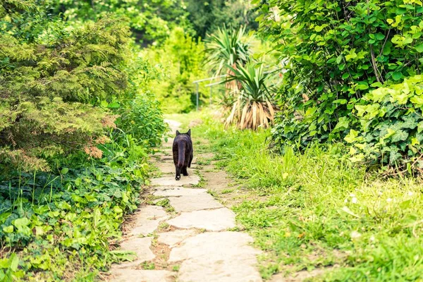 Passeio no jardim com passeios de gato ao longo — Fotografia de Stock