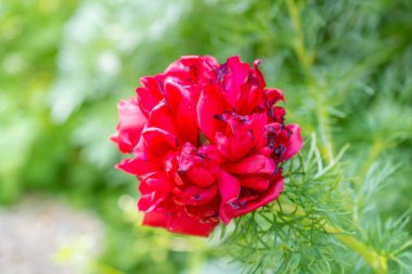 Yeşil arka plan bulanık büyük kırmızı çiçek