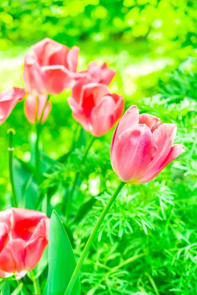 Рожеві тюльпани в парку — стокове фото
