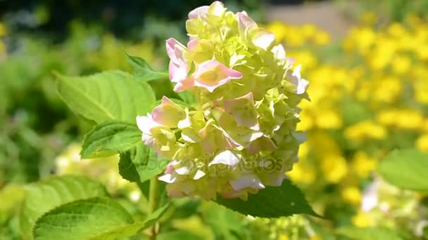 Hortensia różowy kwiat w ogrodzie — Wideo stockowe