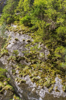 Çam ağaçları Transilvanya, Romanya'da Dağı buzlu