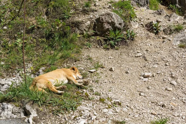 Cute baby dog sleeping on the ground