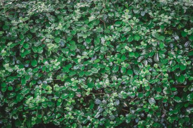 Yaprak yeşil duvar arka plan doku bahçede