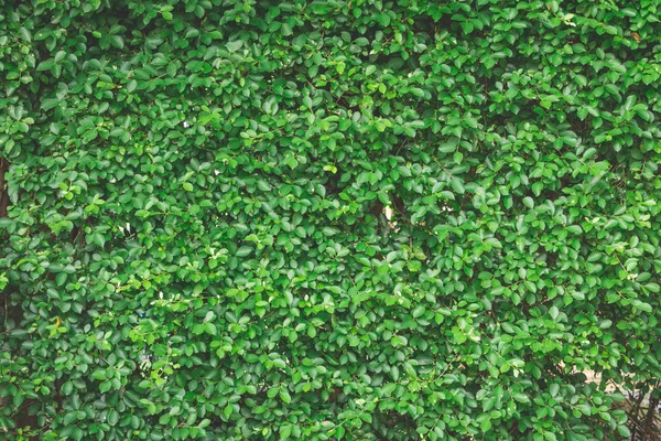 Grüne Blatt Wandhintergrund Textur im Garten — Stockfoto