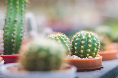 Taş Bahçe ve mini mini kaktüs