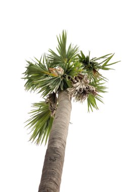 Palm Hindistan cevizi ağacı üzerinde düşük açılı vurdu, beyaz arka plan izole