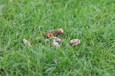 Kaka çimenlerin üzerinde köpek damla kapatın