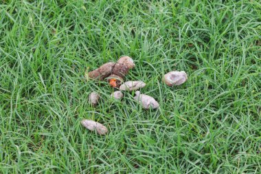 Kaka köpek çim üzerinde bırakarak kadar kapatın