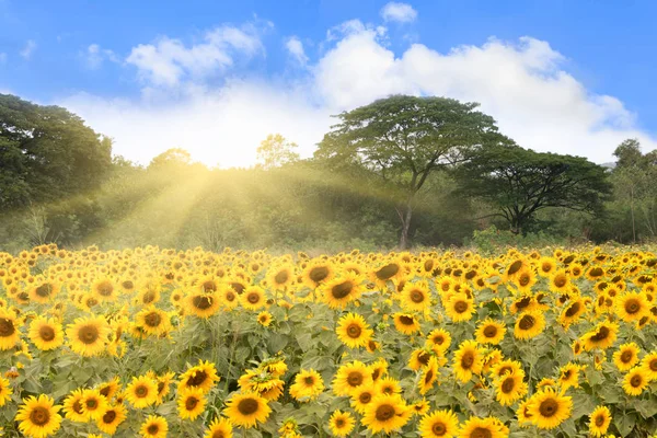Field of sunflowers with sunrays — Stock Photo, Image