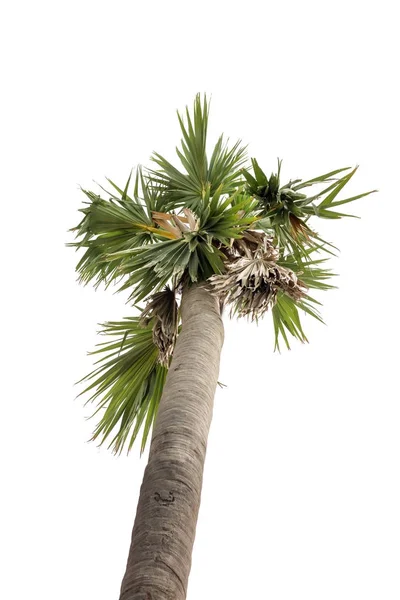 Palm Hindistan cevizi ağacı üzerinde düşük açılı vurdu, beyaz arka plan izole