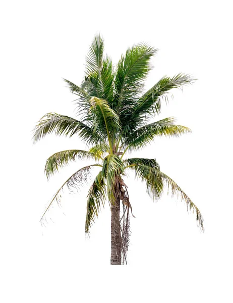 棕榈椰子树在孤立的白色背景 — 图库照片