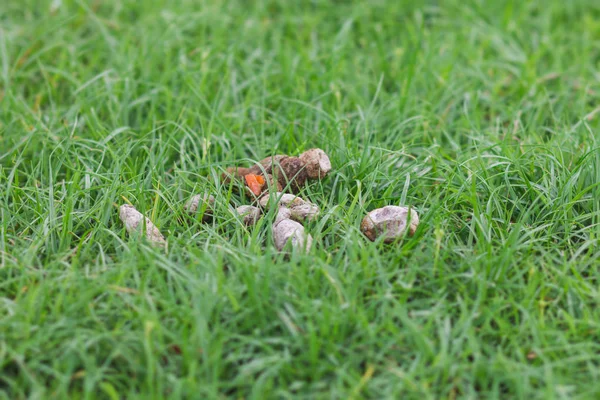 Kaka çimenlerin üzerinde köpek damla kapatın