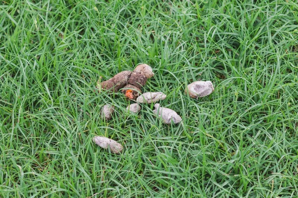 Kaka köpek çim üzerinde bırakarak kadar kapatın