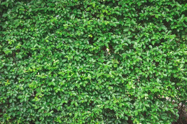 Πράσινο φύλλο τοίχο υφή φόντου στον κήπο — Φωτογραφία Αρχείου