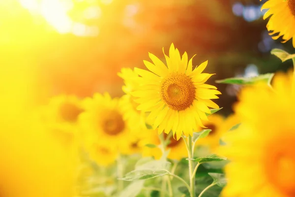 Beaux tournesols lumineux au champ de tournesol — Photo