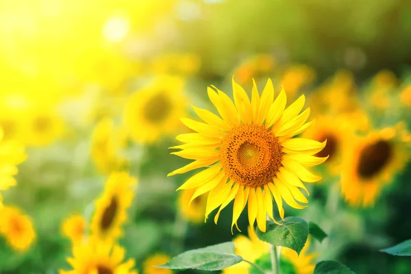 Beaux tournesols lumineux au champ de tournesol — Photo