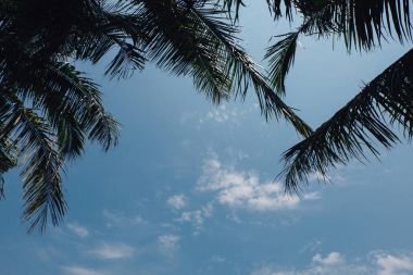 Hindistan cevizi hurma ağacı ve mavi gökyüzü.