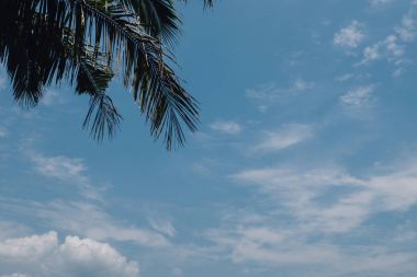 Hindistan cevizi hurma ağacı ve mavi gökyüzü