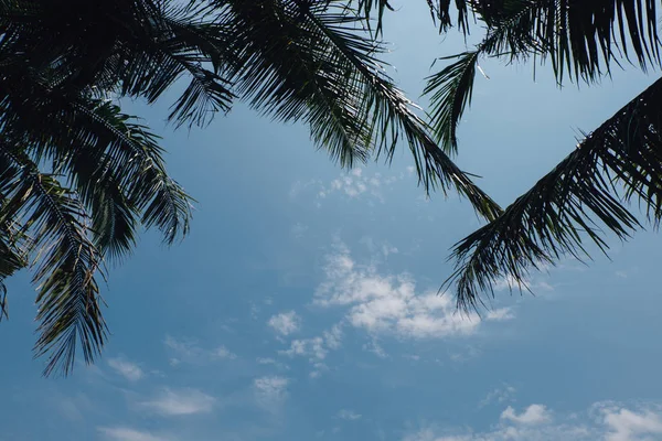 Hindistan cevizi hurma ağacı ve mavi gökyüzü.