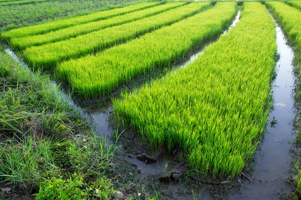 Décryptages Champ de riz vert en Thaïlande . — Photo