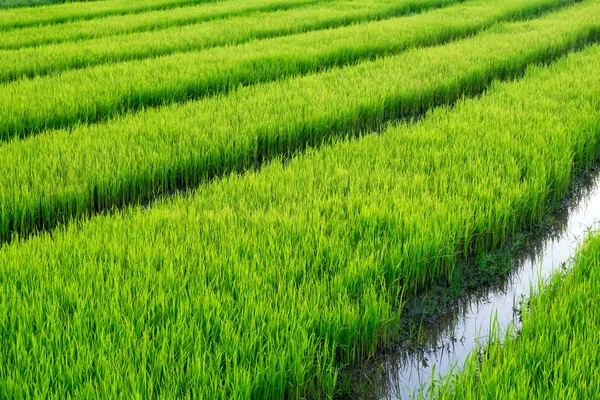 Yakın çekim yeşil pirinç alan Tayland at.