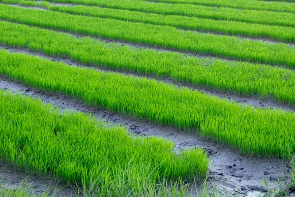 Yakın çekim yeşil pirinç alan Tayland at.